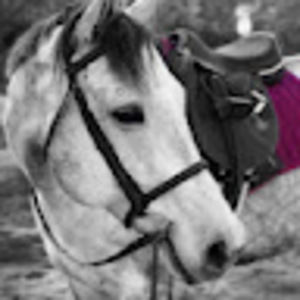 Meet your Posher, Blair